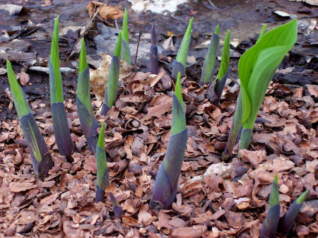 Какао-велла (шелуха-какао бобов), 30л